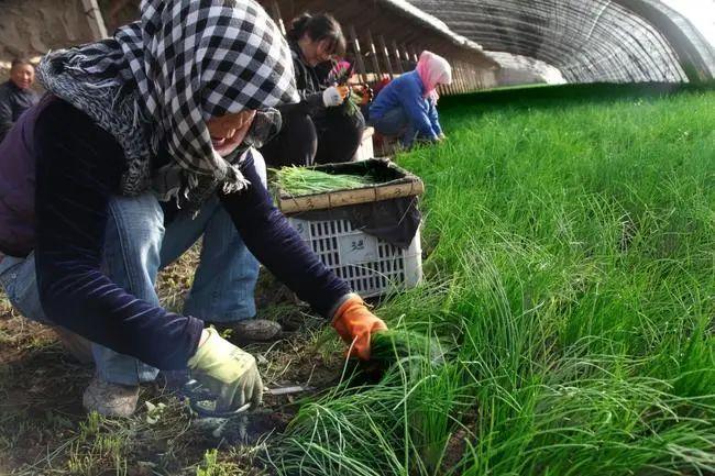 双十一剁手党为啥总是被商家割韭菜？