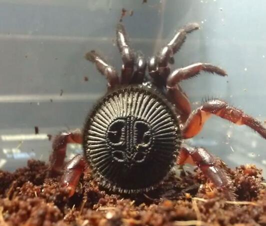 养蜘蛛能赚钱？金钱活门蛛到底有什么魔力？