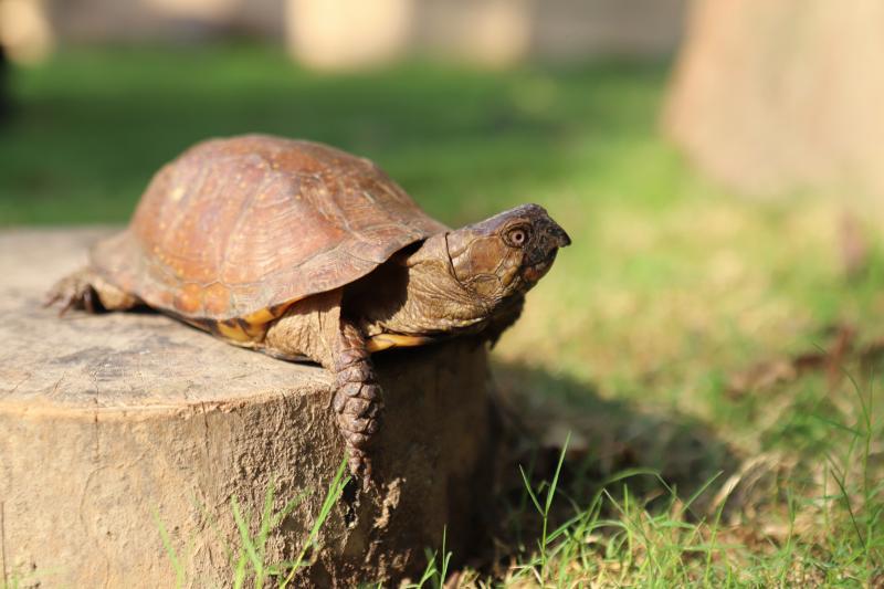 第一次养龟该选什么品种才不会踩雷？