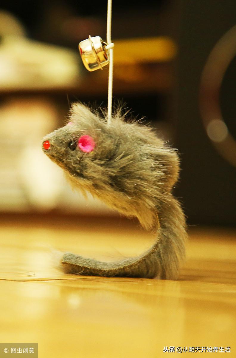 北京宠物医院怎么选才不踩雷？