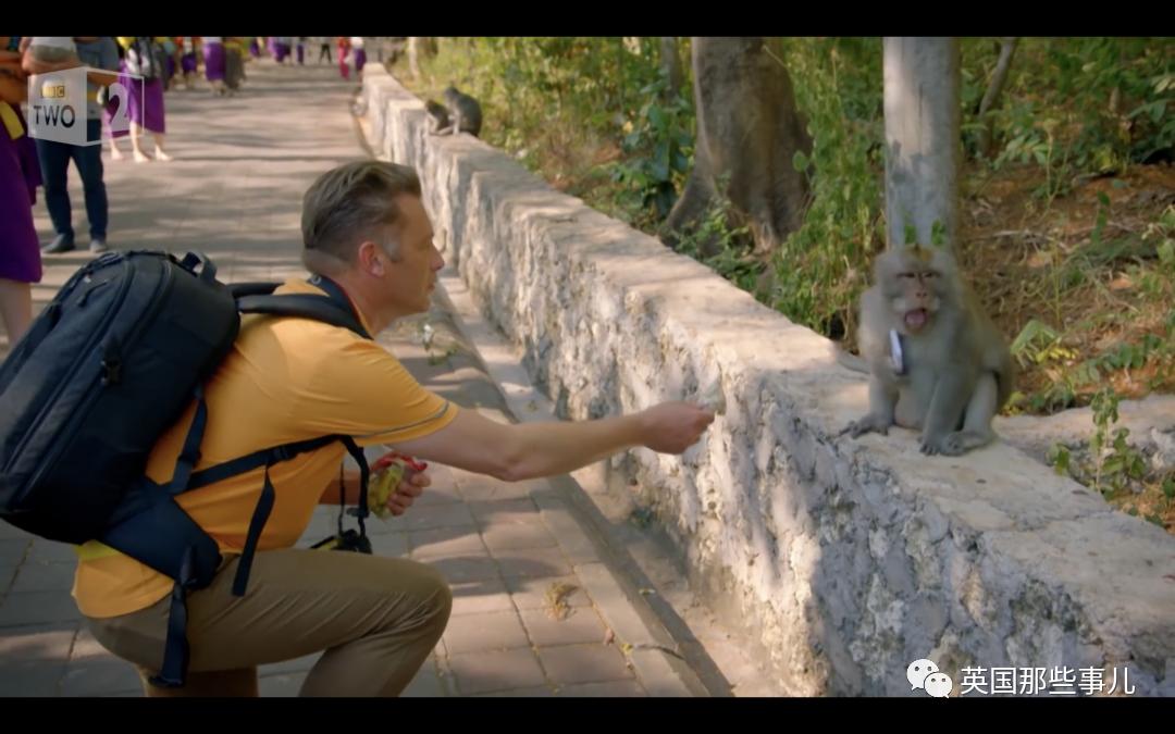 想养猴子当宠物？先看看你的钱包答应吗？