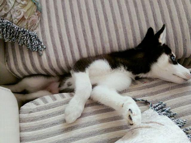 哈士奇真的养不活吗？