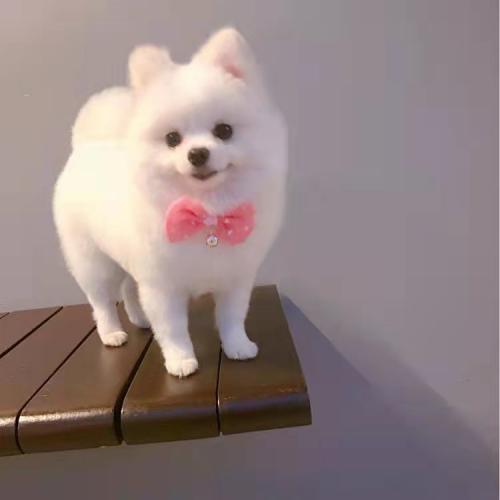 奥克兰华人论坛BBS到底怎么用？看完这篇你就懂了