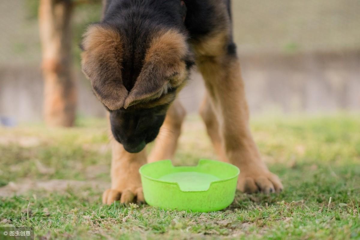 你的德牧每天吃进肚子的东西真的靠谱吗？