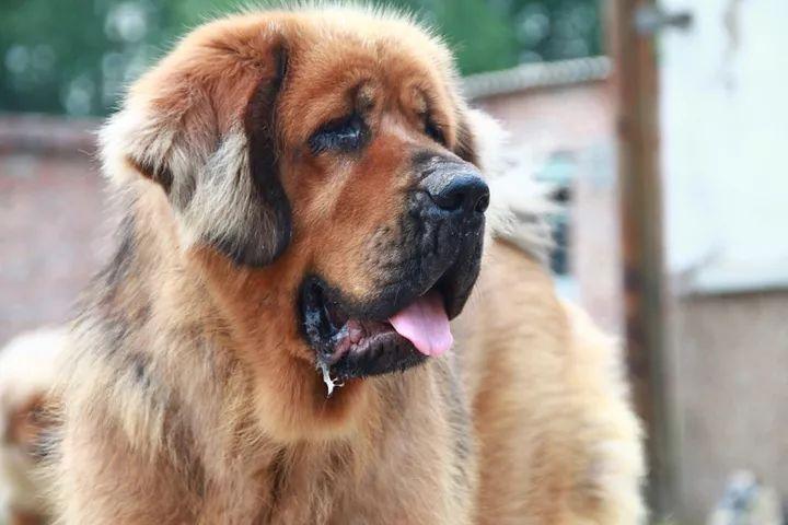 石家庄藏獒真的能养出威风凛凛的猛犬吗？