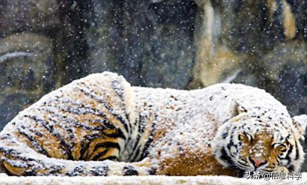 虎皮鹦鹉零下5度会不会冻死？