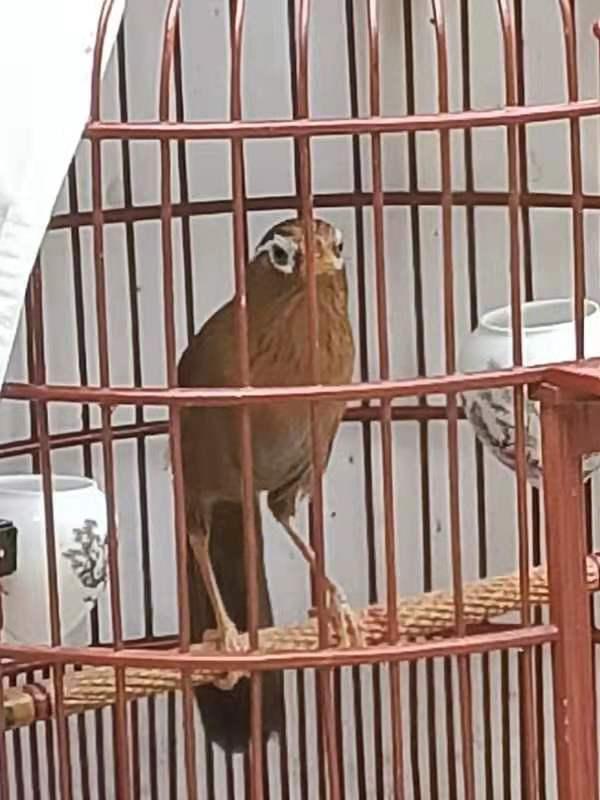 画眉鸟方笼图片真的能让新手少走弯路吗？