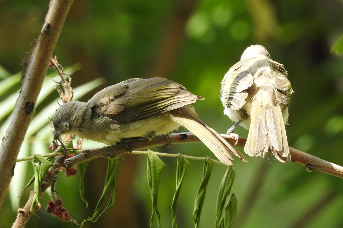 捡到白头翁雏鸟该不该带回家养？
