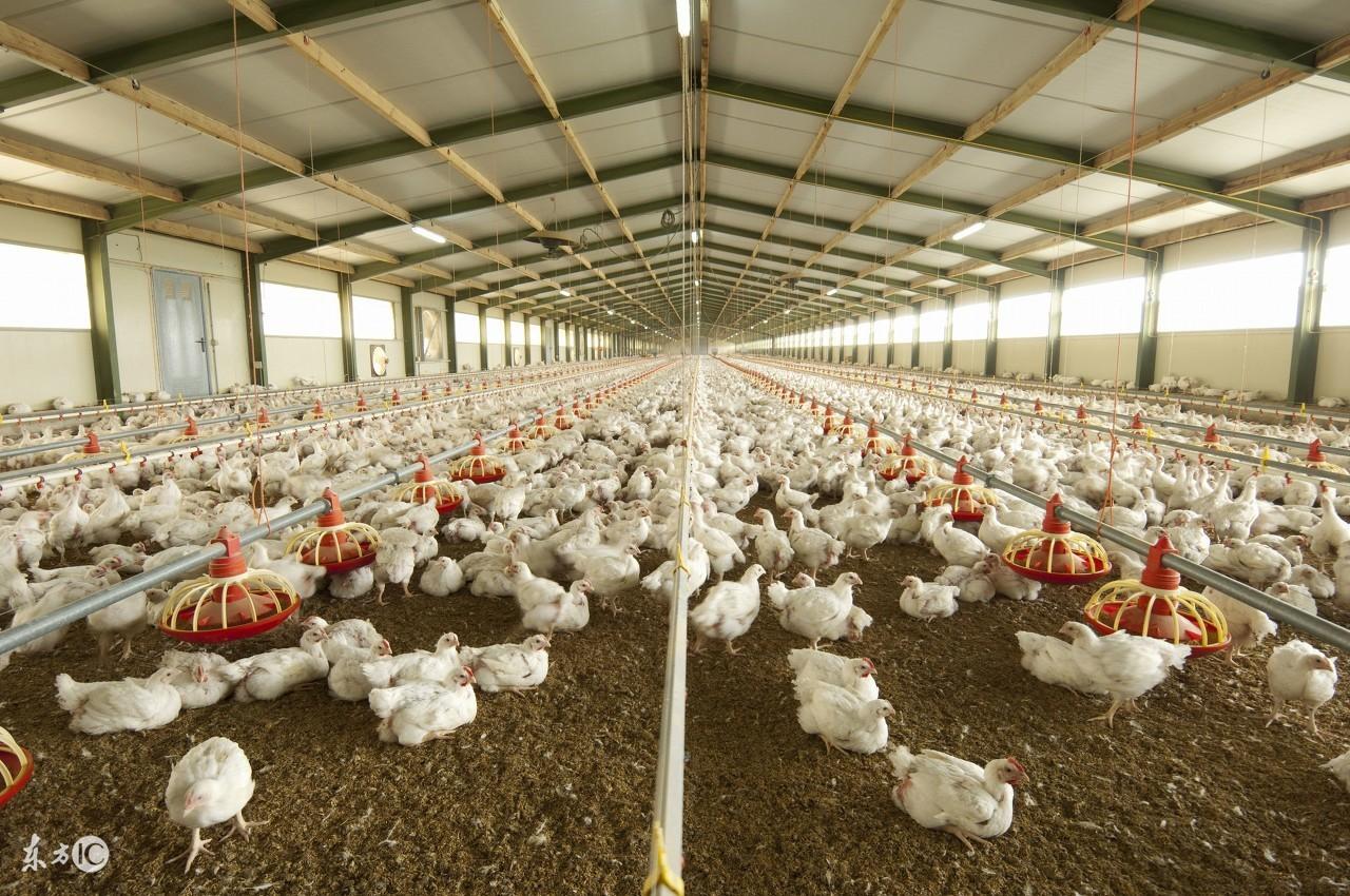 家禽、家鸟与笼鸟的区别详解：养殖方式与用途大不同