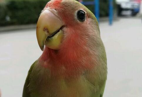 鹩哥真的能学会说人话吗？