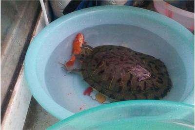 为什么别人的猪鼻龟能活20年，你的却总生病？