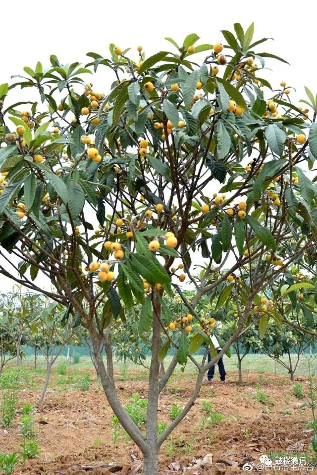 南京水果批发市场怎么进货最划算？