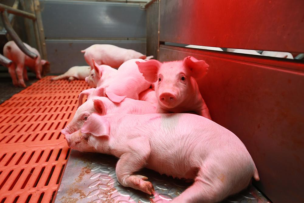 新手做淘宝推广真的能月入过万吗？