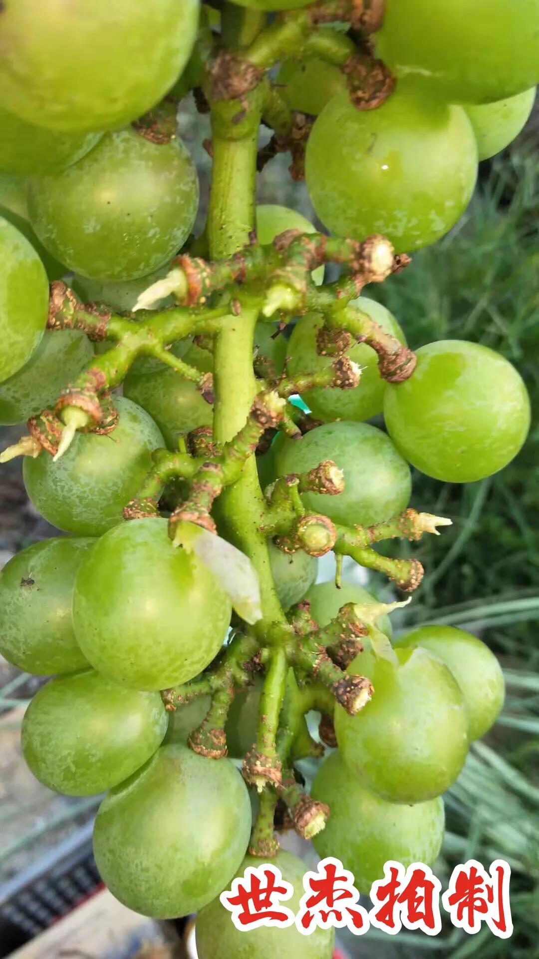 膨这个字到底怎么读才对？