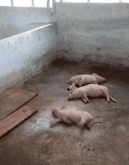 梦见鳄鱼是要倒大霉了吗？