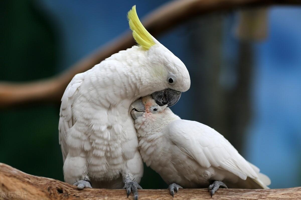 灰头情侣鹦鹉真的适合新手饲养吗？