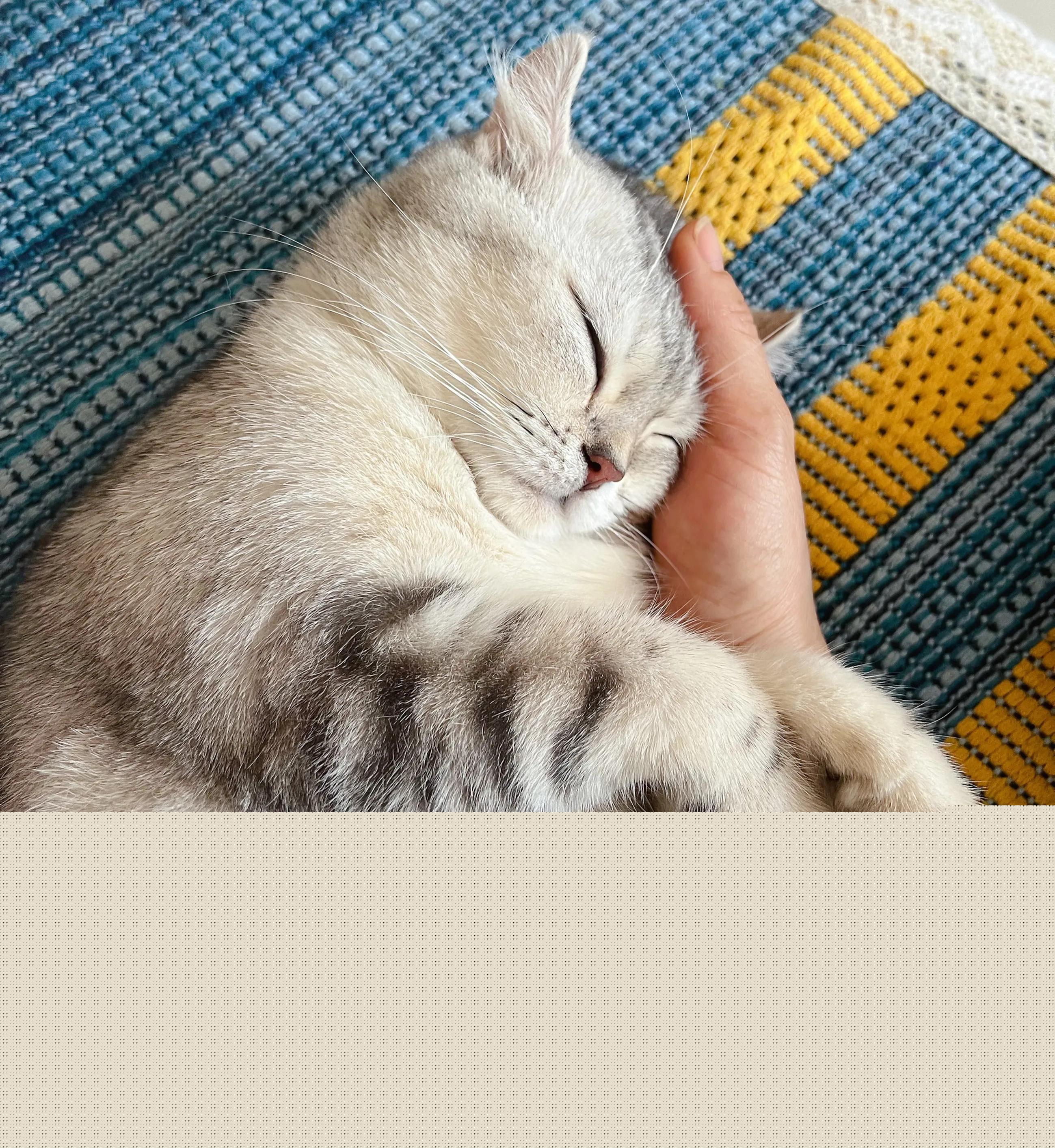 玩芝碧真的能靠运气躺赢吗？