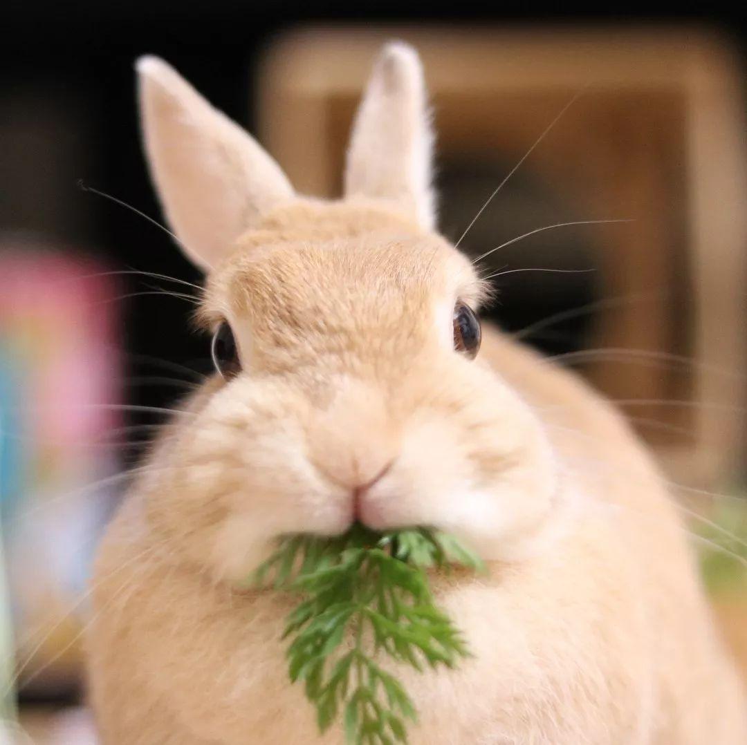 如何耐心训练波兰兔大小便？坚持训练的关键技巧