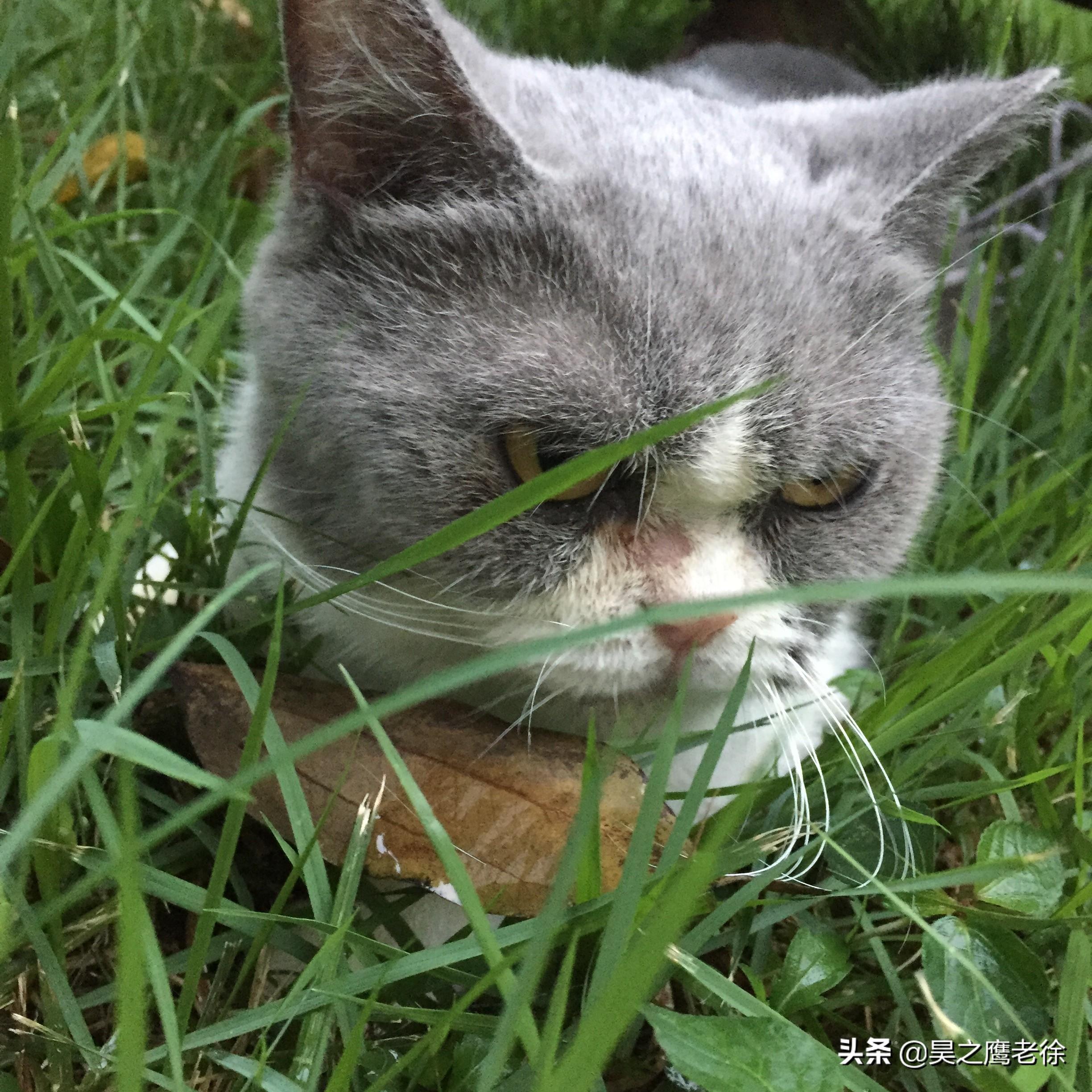 皓皓手游到底该怎么玩？