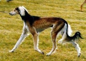 萨路基犬：将优雅进行到底的完美伴侣犬