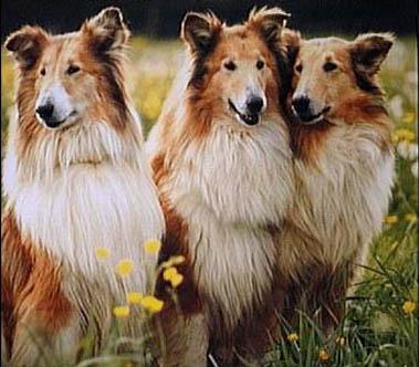 买苏格兰牧羊犬到底要花多少钱？