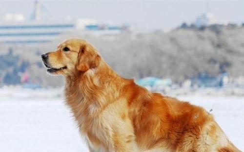 石家庄藏獒真的能养出威风凛凛的猛犬吗？