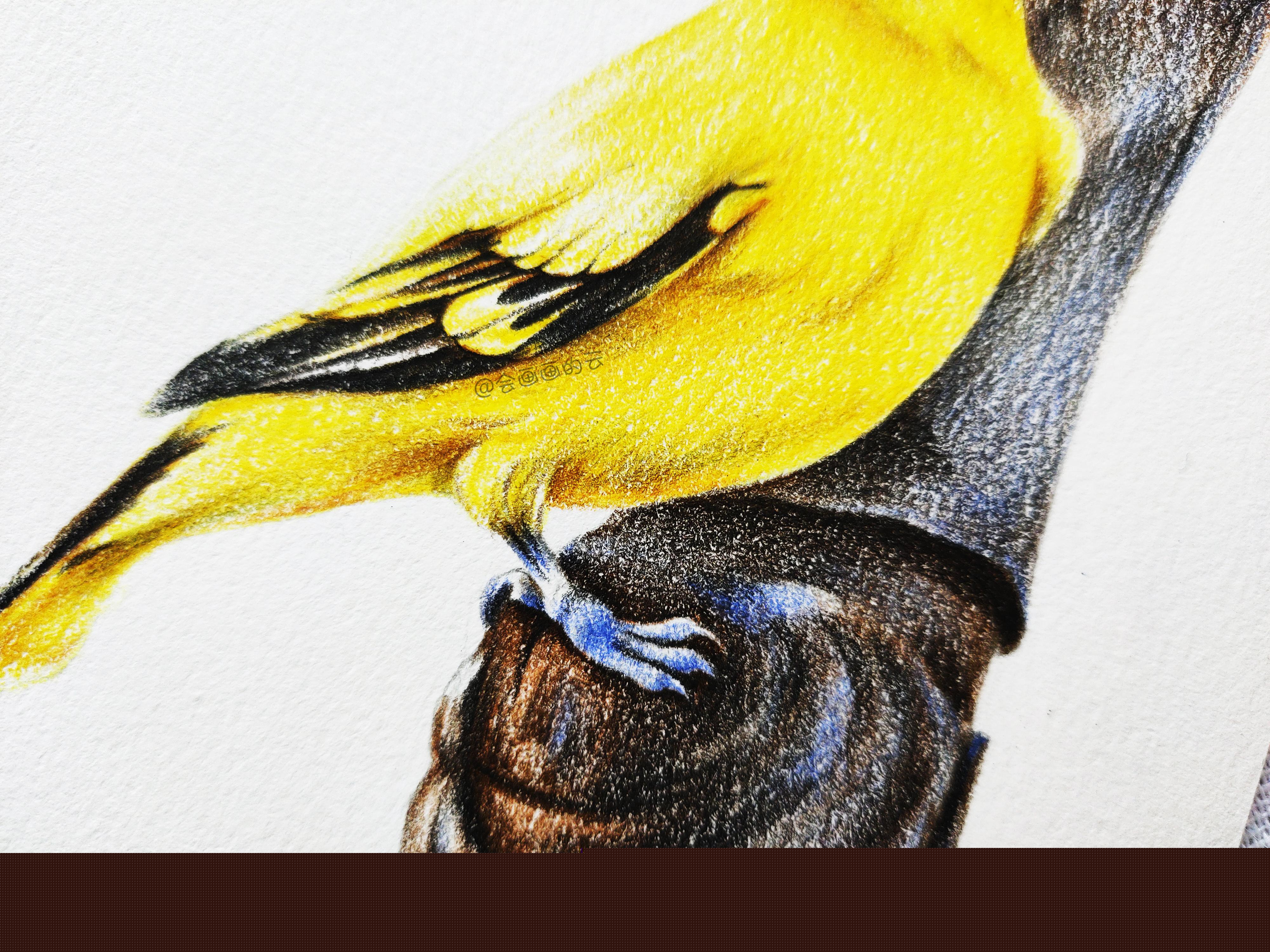 黄鹂鸟价格为啥相差几十倍？