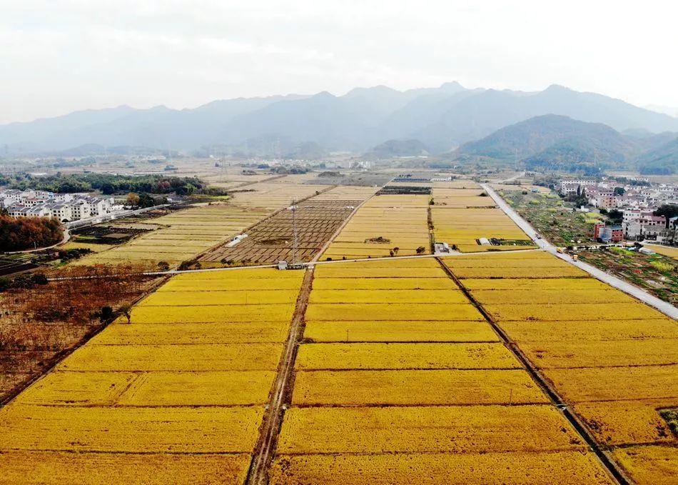 为什么别人每年都能轻松集齐五福，你却总是差一张？