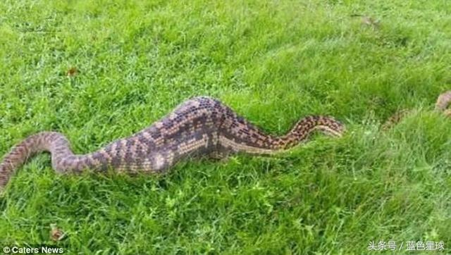 第一次养蛇选紫晶蟒会不会被咬? 第一次养蛇选紫晶蟒会不会被咬?