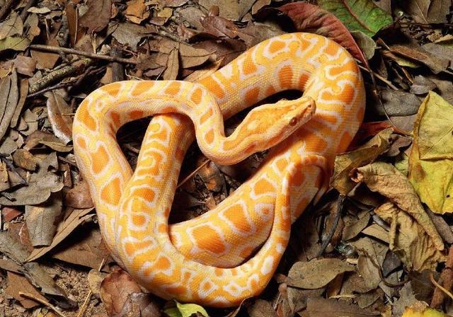 新手养宠最容易踩哪些坑？