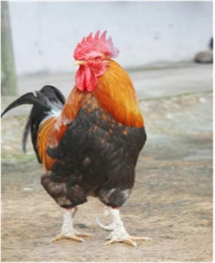 喜结连理到底指的是哪个生肖？