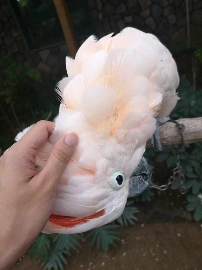 小葵花凤头鹦鹉真的能当宠物养吗？