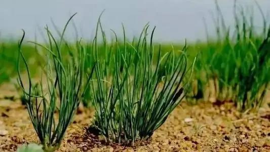 双十一剁手党为啥总是被商家割韭菜？