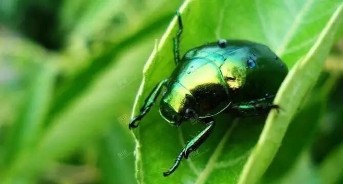 铜绿丽金龟到底能不能当宠物养？