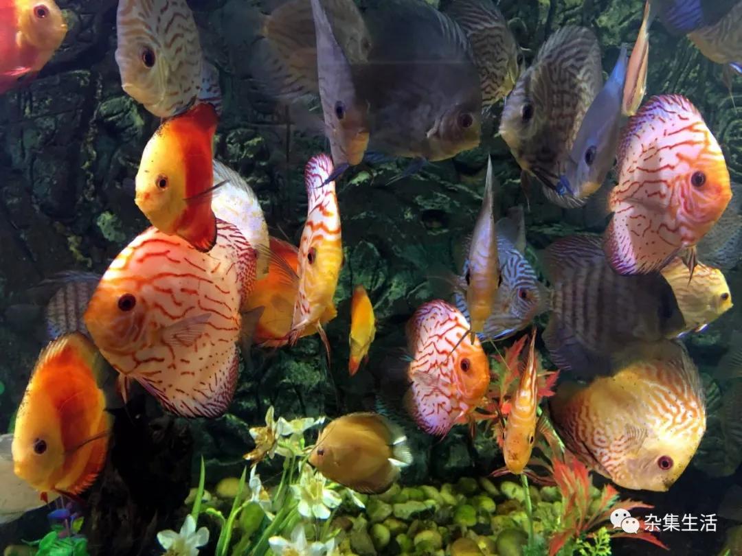 新手适合养哪些热带鱼？推荐三种适合新手养殖的观赏鱼