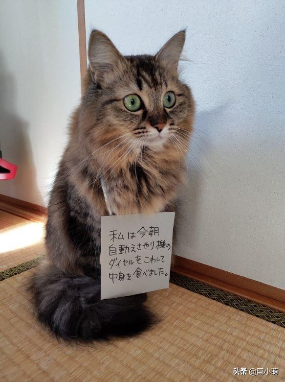 监狱里的猫真的能帮犯人改过自新吗？