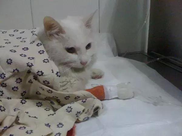 猫咪得了白血病就活不成了吗？