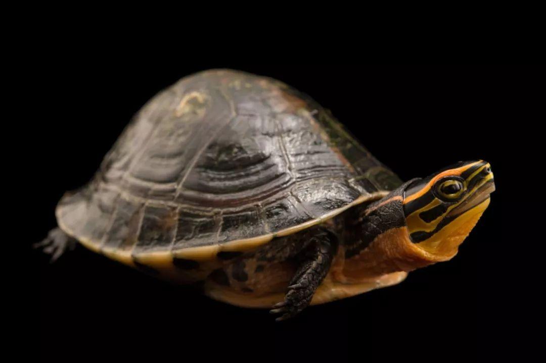 养安布闭壳龟真的会让人崩溃吗？