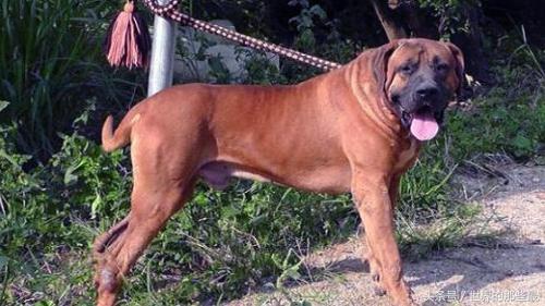 为什么藏獒咬人事件总让人心惊肉跳？