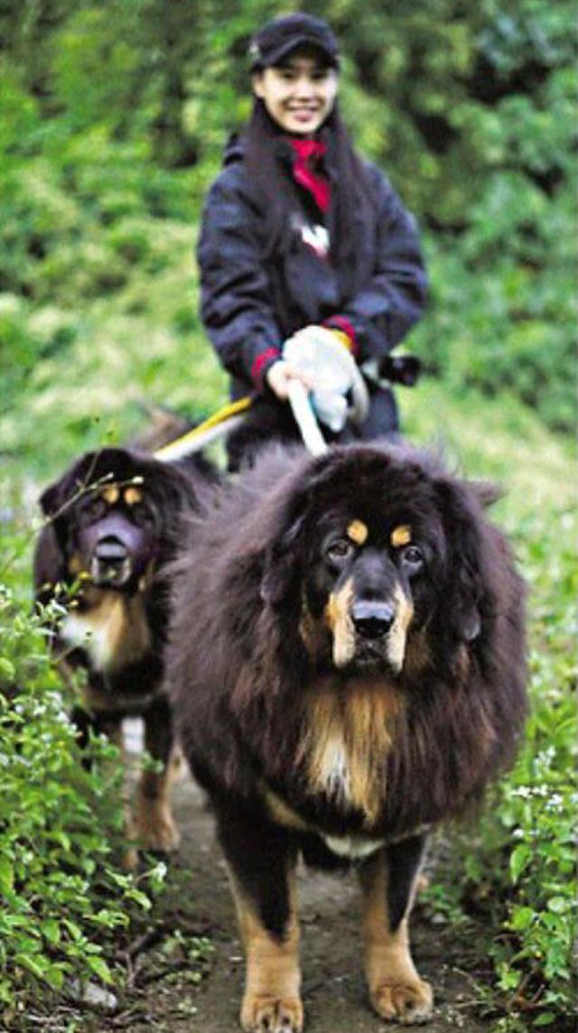 黄贯中的藏獒为什么能咬碎吉他？