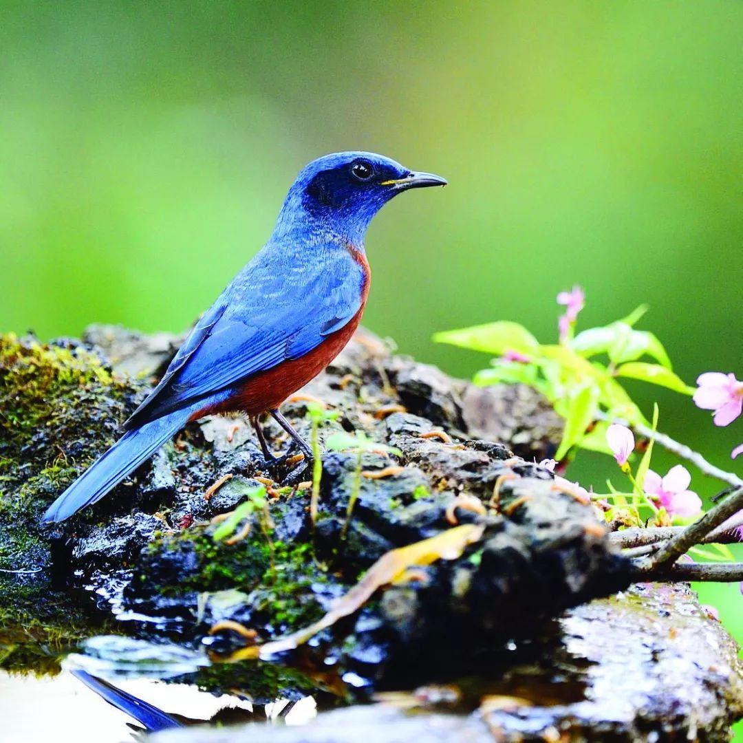 观赏鸟种类全解析：深入了解观赏鸟的5种类型