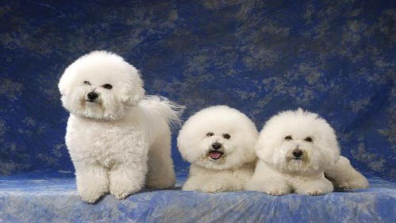 巴吉度犬真的适合新手养吗？