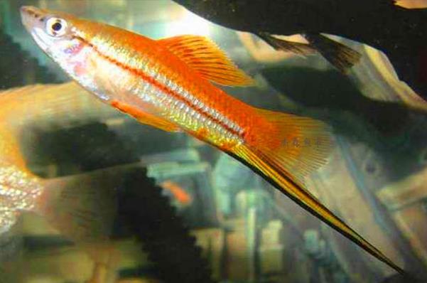 剑尾鱼之苹果剑:你需要了解的那些事儿 剑尾鱼之苹果剑:你需要了解的那些事儿