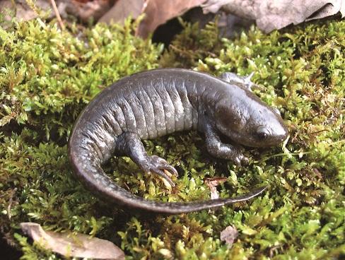 蜥蜴种类全知道：超全的蜥蜴种类大盘点