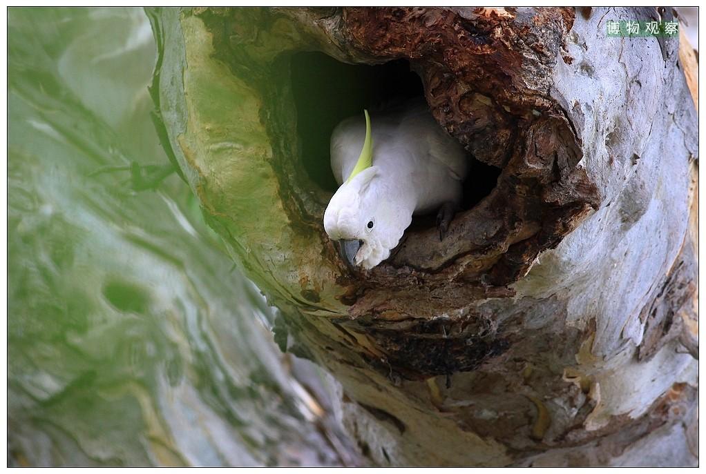 养凤头鹦鹉科真的像养三岁熊孩子吗？