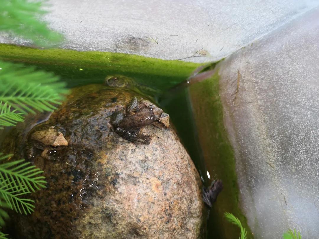 家里突然出现千足虫怎么办？