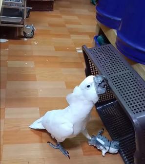 为什么别人的鹦鹉会说话，你的却只会啃笼子？