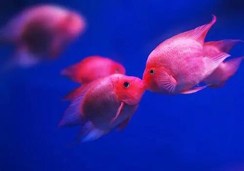 接吻鱼真的会接吻吗？