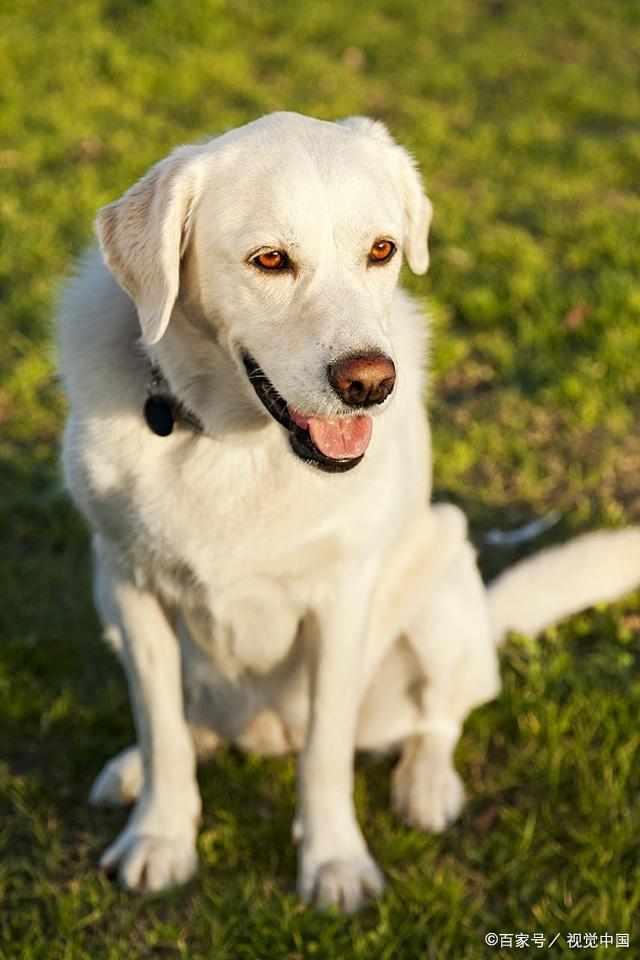 萨摩耶和金毛哪个更适合新手养？全面对比分析