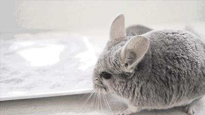 想养龙猫却不知道要花多少钱？